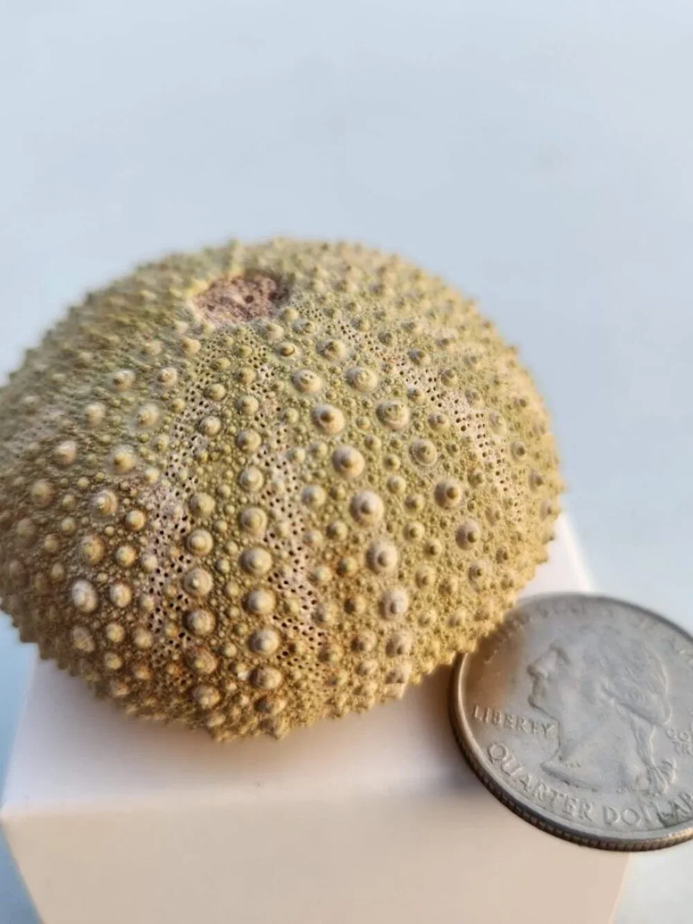 Whole Sea Urchin Fossil Shell Gems and Minerals Rocks Fossils Decor Nautical Nic